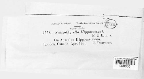 Schizothyrella hippocastani image